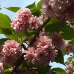Sakura-Campaign – Kirschblüten für Berlin