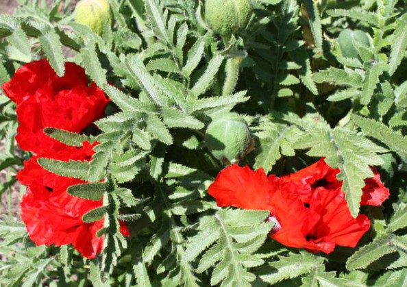 Mohn